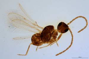 Th1115-0 collinus male.jpg