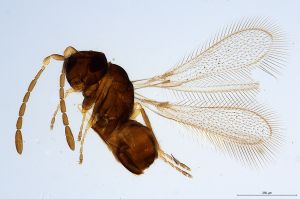 Th451-0 collinus.jpg