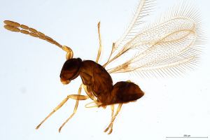 Th452-0 collinus.jpg