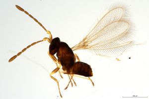 Th454-0 collinus.jpg