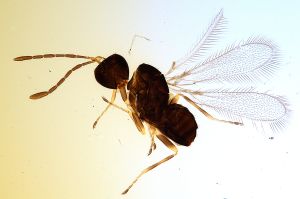 Th455-0 collinus.jpg