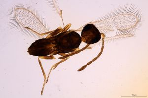 Th456-0 collinus.jpg