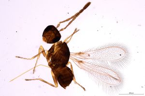 Th457-0 collinus.jpg