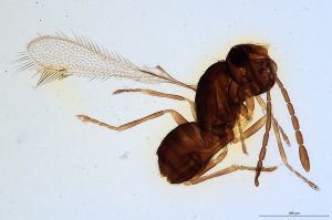 Th458-0 collinus.jpg