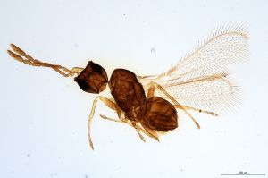 Th459-0 collinus.jpg