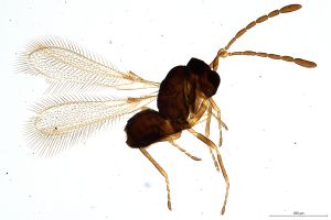 Th460-0 collinus.jpg