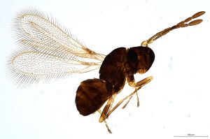 Th461-0 collinus.jpg