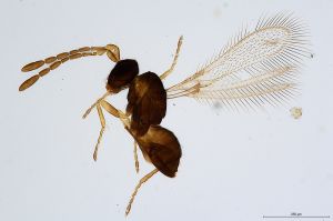 Th595-0 collinus.jpg