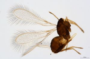 Th596-0 collinus.jpg