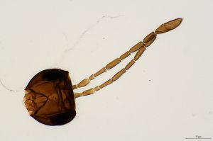 Th596-0-1 collinus.jpg