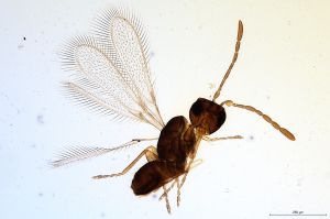 Th597-0 collinus.jpg