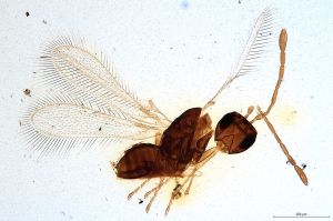 Th598-0 collinus.jpg