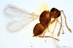 Th599-0 collinus.jpg