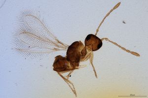 Th602-0 collinus.jpg