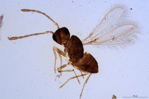 Th603-0 collinus.jpg