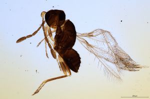 Th604-0 collinus.jpg