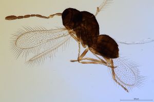 Th606-0 collinus.jpg