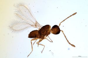 Th607-0 collinus.jpg