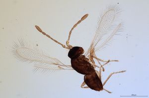 Th608-0 collinus.jpg