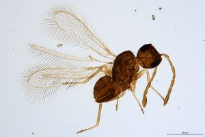 Th609-0 collinus.jpg