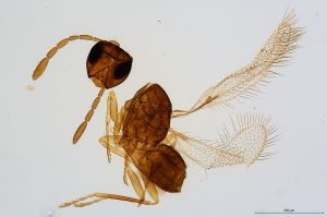 Th611-0 collinus.jpg