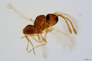 Th613-0 collinus.jpg