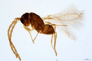 Th614-0 collinus male.jpg