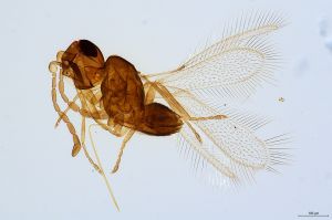 Th615-0 collinus.jpg