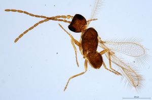 Th616-0 collinus male.jpg