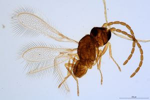 Th617-0 collinus male.jpg