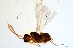 Th618-0 collinus.jpg