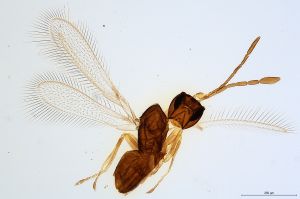 Th619-0 collinus.jpg