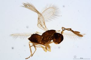 Th620-0 collinus.jpg