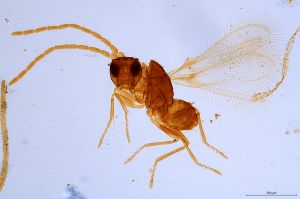 Th847-0 collinus male.jpg