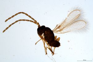 Th878-0 collinus male.jpg