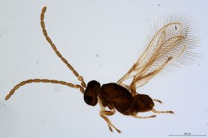 Th911-0 collinus male.jpg