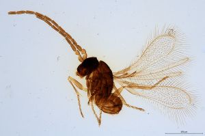 Th928-0 collinus male.jpg