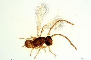 Th942-0 collinus male.jpg