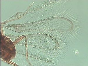 Th945-2 NO LASX FOTÓ.jpg