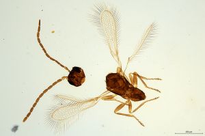 Th981-0 collinus male.jpg