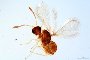 Th1458-0 collinus.jpg