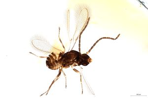 Th1514-0 collinus.jpg