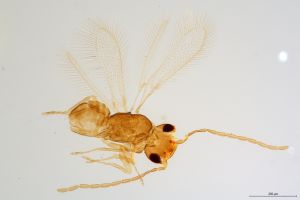 Th1119-0 collinus male.jpg