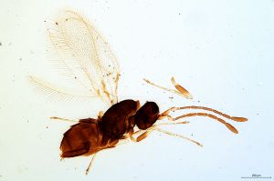 Th1122-0 collinus.jpg