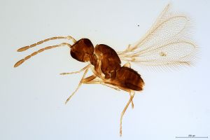 Th1124-0 collinus.jpg