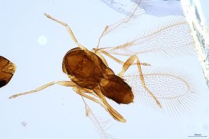 Th1131-0 collinus.jpg