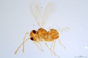 Th1278-0 collinus.jpg