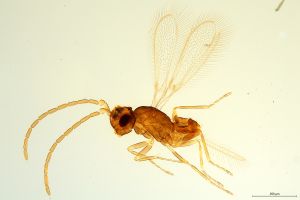 Th1279-0 collinus male.jpg