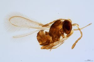 Th1289-0 collinus.jpg