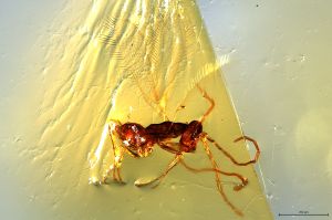 Th3635-0 collinus male.jpg